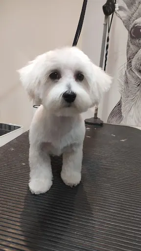 STYLOWY PUPIL psi fryzjer